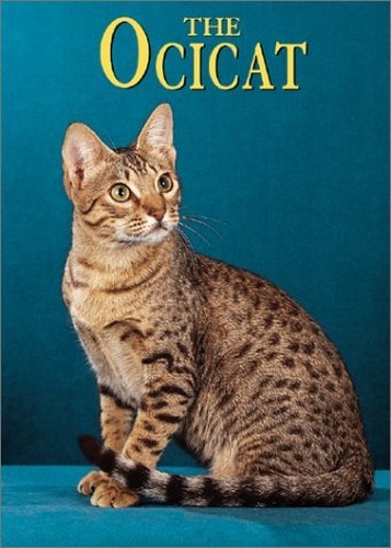 The ocicat learning about - the,